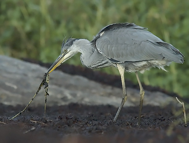 Harmaahaikara, Grey Heron, Ardea cinerea